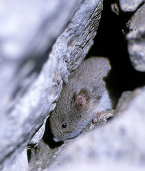 Arvicola delle nevi (Chionomys nivalis)